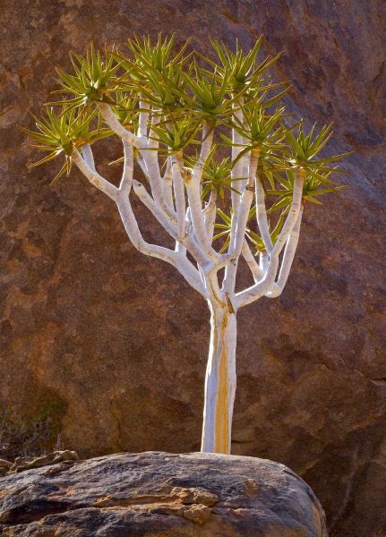 South Richtersveld NP Quiver tree and boulders